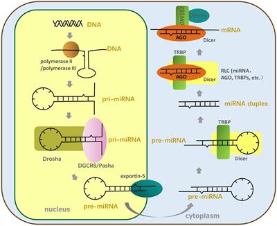 The Influence of Host miRNA Binding to RNA Within RNA Viruses on Virus Multiplication